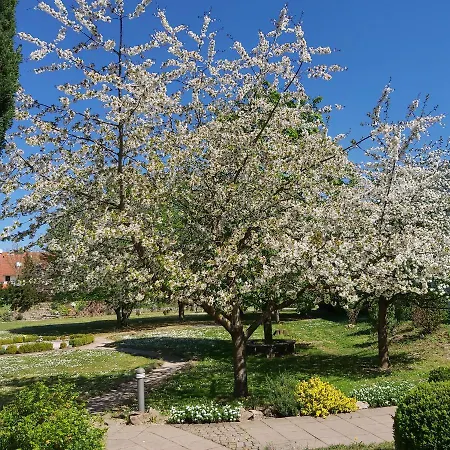 酒店 Alleehotel Europa 本斯海姆